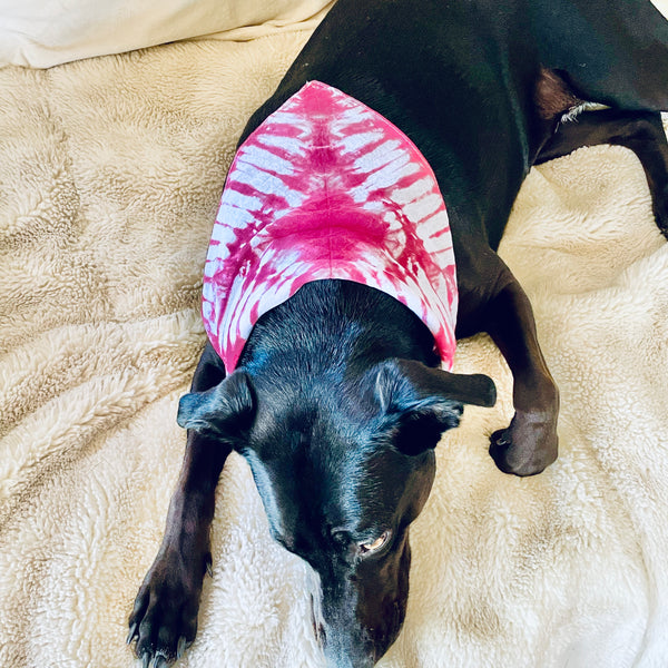 Dog model is wearing a 100% natural breathable triangular cotton bandana measuring 22"x22"x29" inches in a beautiful tie dyed shibori pattern in red and white.  Each bandana is custom made for your furry friend providing one-of-a-kind style.  No two are alike, and are not made by factory/machine! Lines are not perfect by intention and add to the character of the design. Machine washable and dryer friendly.