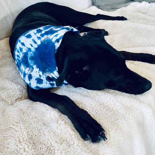 Dog model is wearing a 100% natural breathable triangular cotton bandana measuring 22"x22"x29" inches in a beautiful tie dyed shibori pattern in indigo blue.  Each bandana is custom made for your furry friend providing one-of-a-kind style.  No two are alike, and are not made by factory/machine! Lines are not perfect by intention and add to the character of the design. Machine washable and dryer friendly.