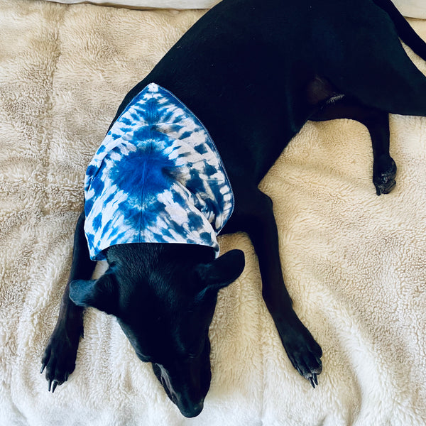 Dog model is wearing a 100% natural breathable triangular cotton bandana measuring 22"x22"x29" inches in a beautiful tie dyed shibori pattern in indigo blue.  Each bandana is custom made for your furry friend providing one-of-a-kind style.  No two are alike, and are not made by factory/machine! Lines are not perfect by intention and add to the character of the design. Machine washable and dryer friendly.